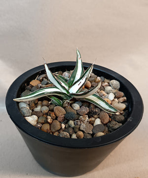 Agave victoriae-reginae mediopicta alba #8