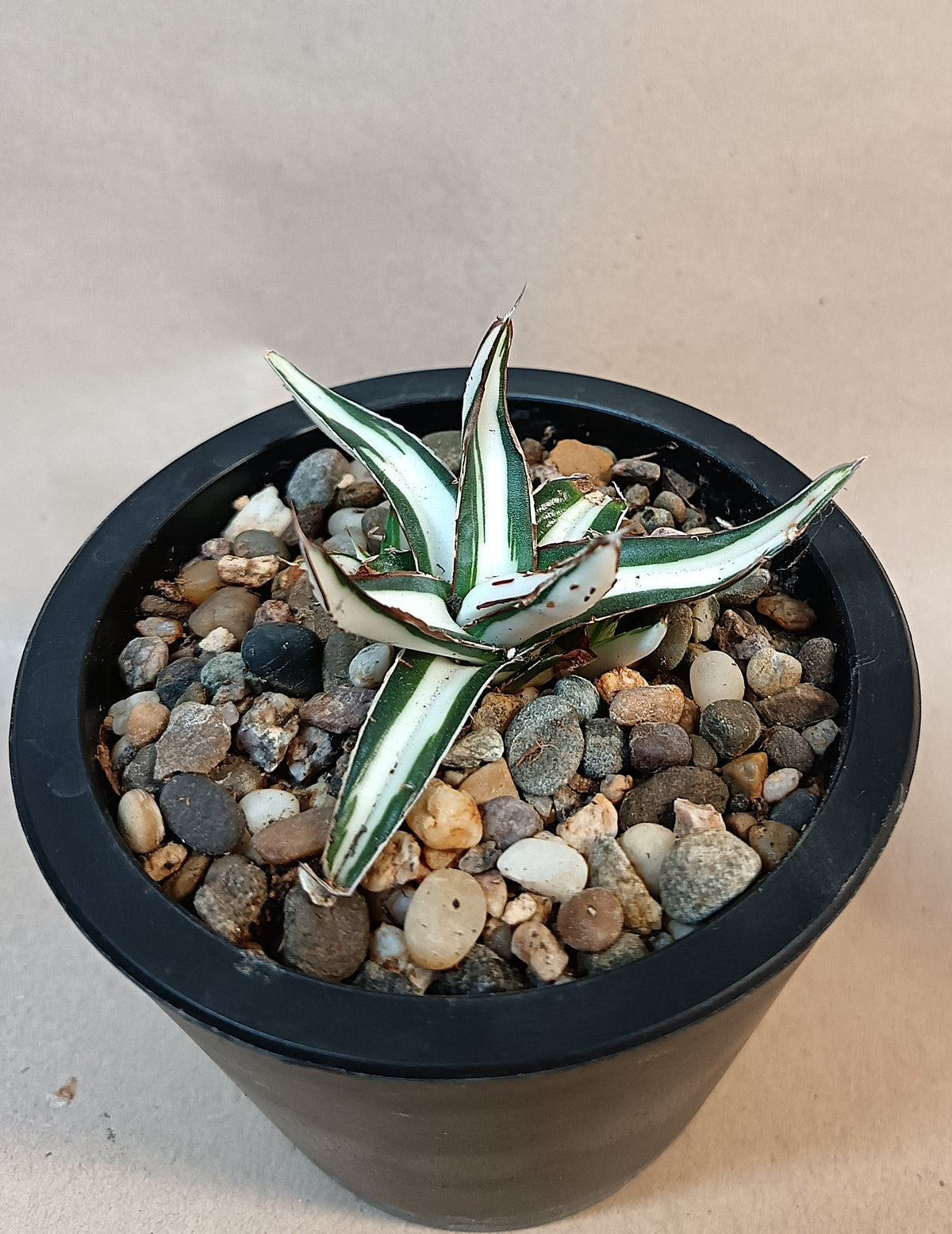 Agave victoriae-reginae mediopicta alba #8
