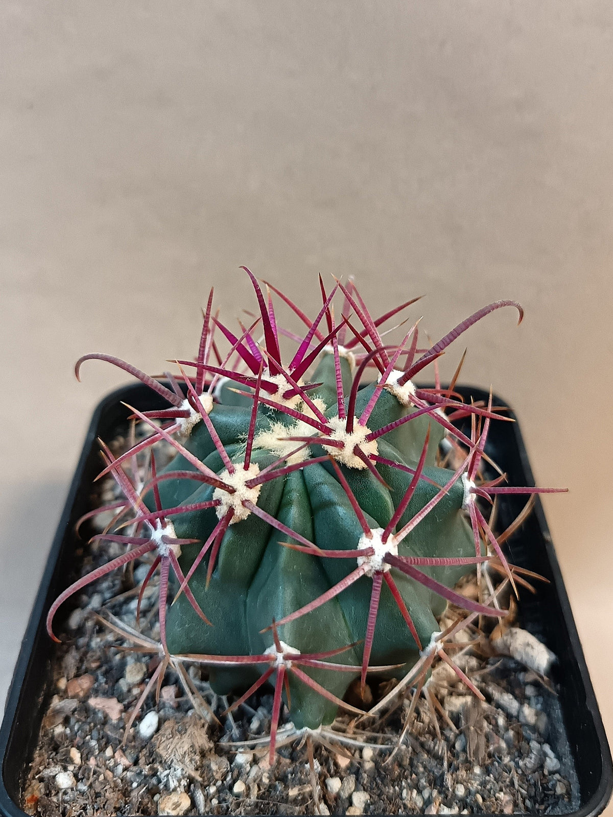 Ferocactus gracilis
