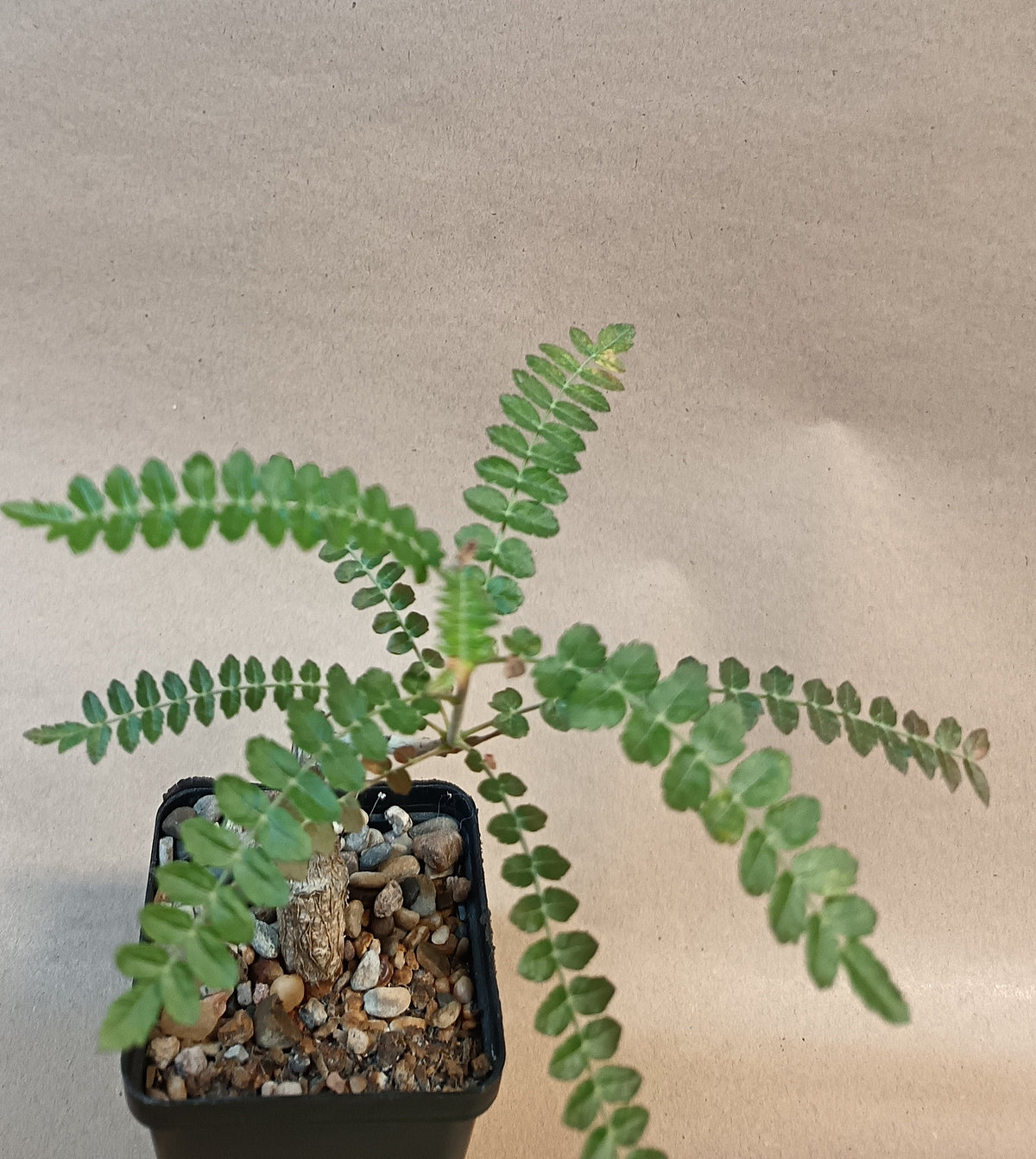 Boswellia neglecta