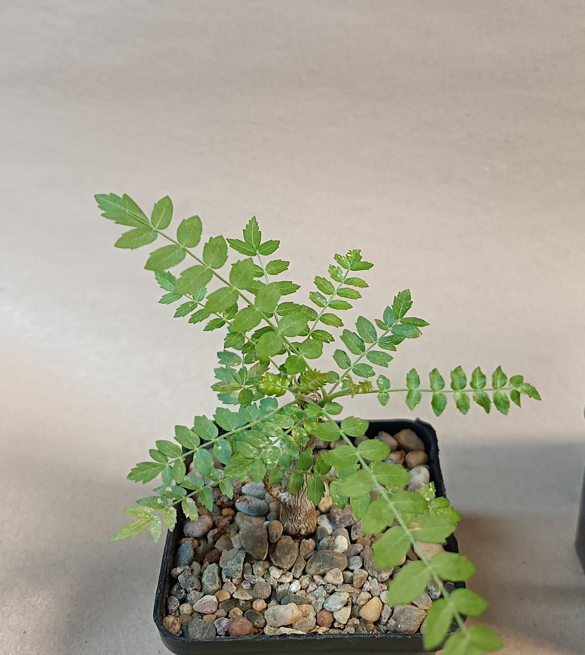 Boswellia neglecta