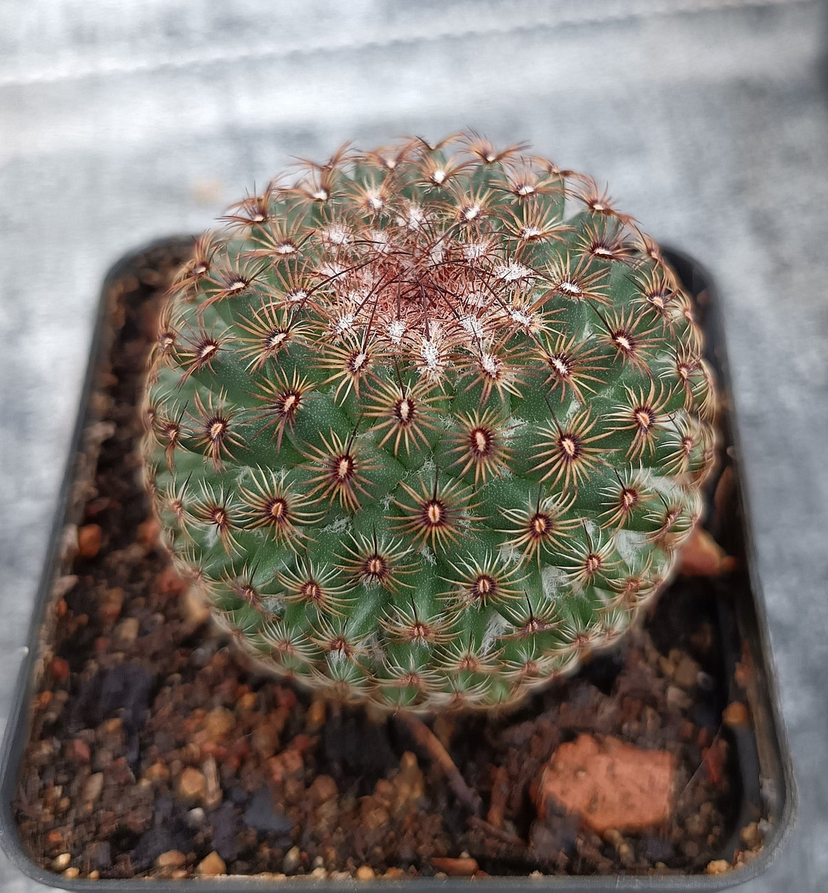 Mammillaria huitzilopochtli