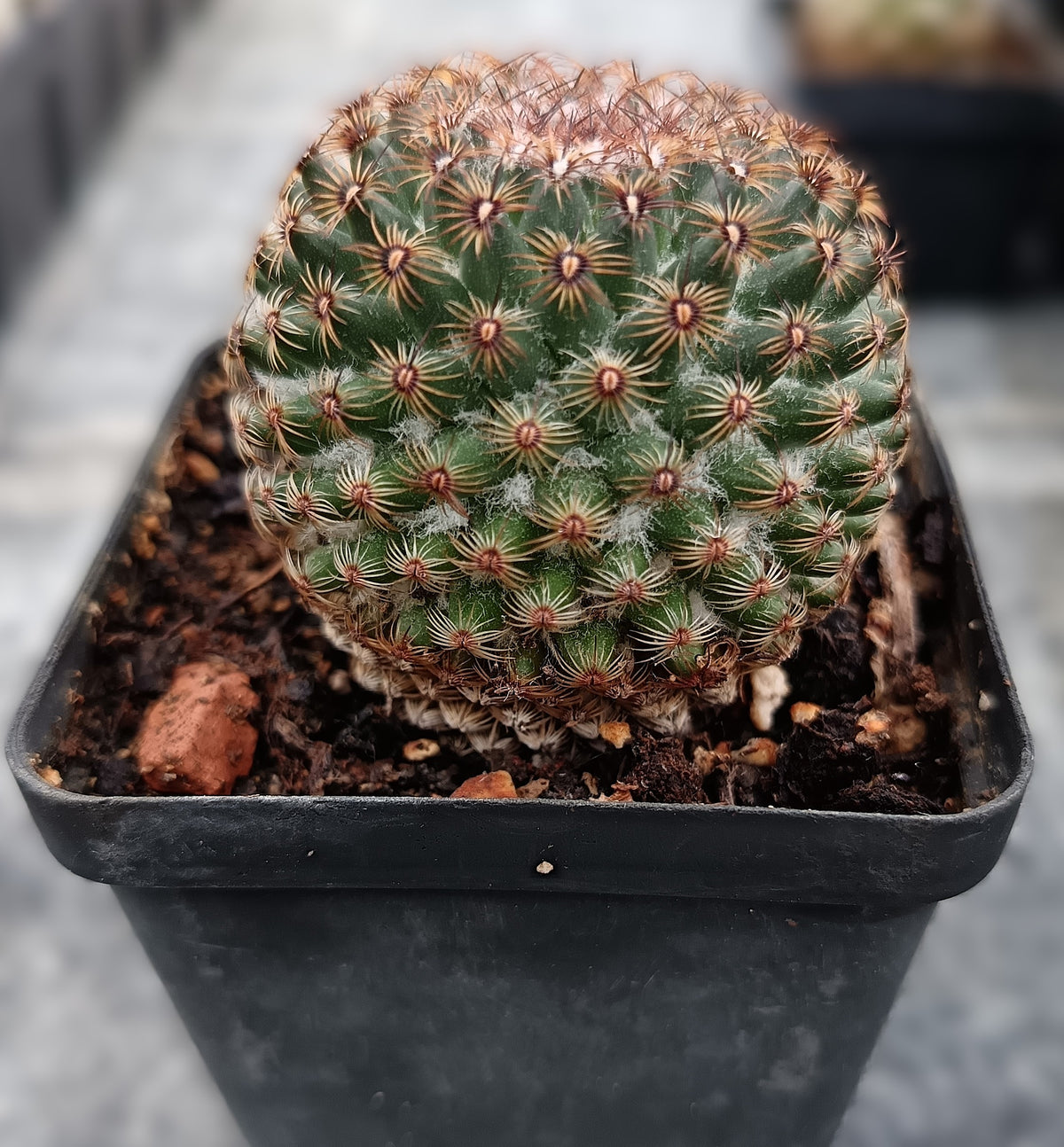 Mammillaria huitzilopochtli