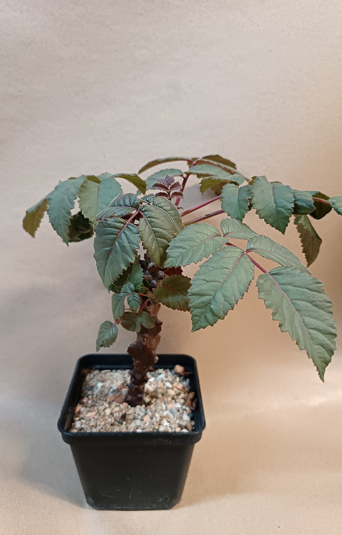 Beiselia mexicana / Botanische Rarität mit Kakteenland-Geschichte