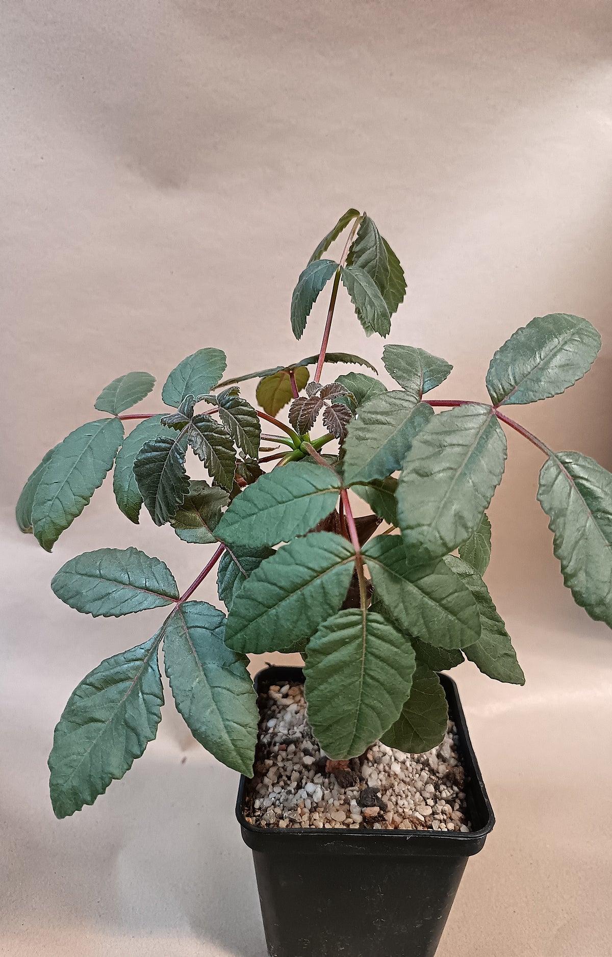 Beiselia mexicana / Botanische Rarität mit Kakteenland-Geschichte