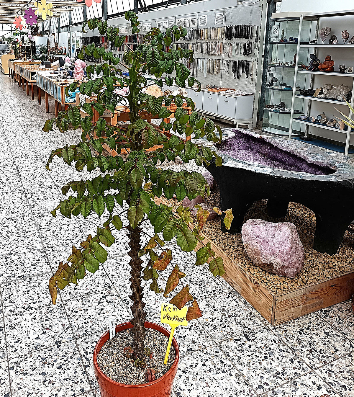 Beiselia mexicana / Botanische Rarität mit Kakteenland-Geschichte