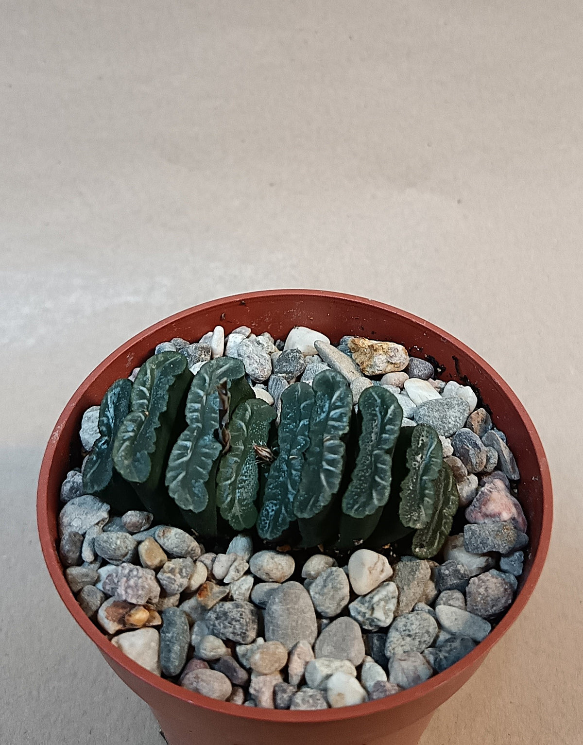 Haworthia truncata