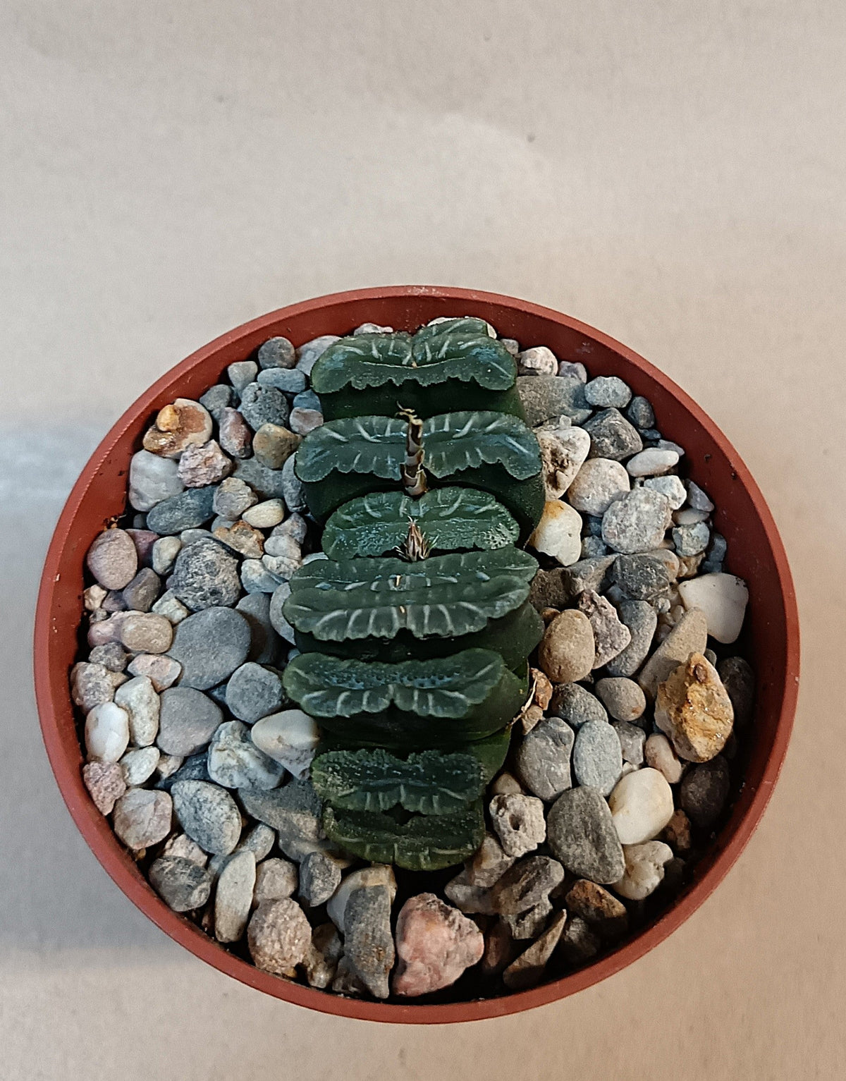 Haworthia truncata