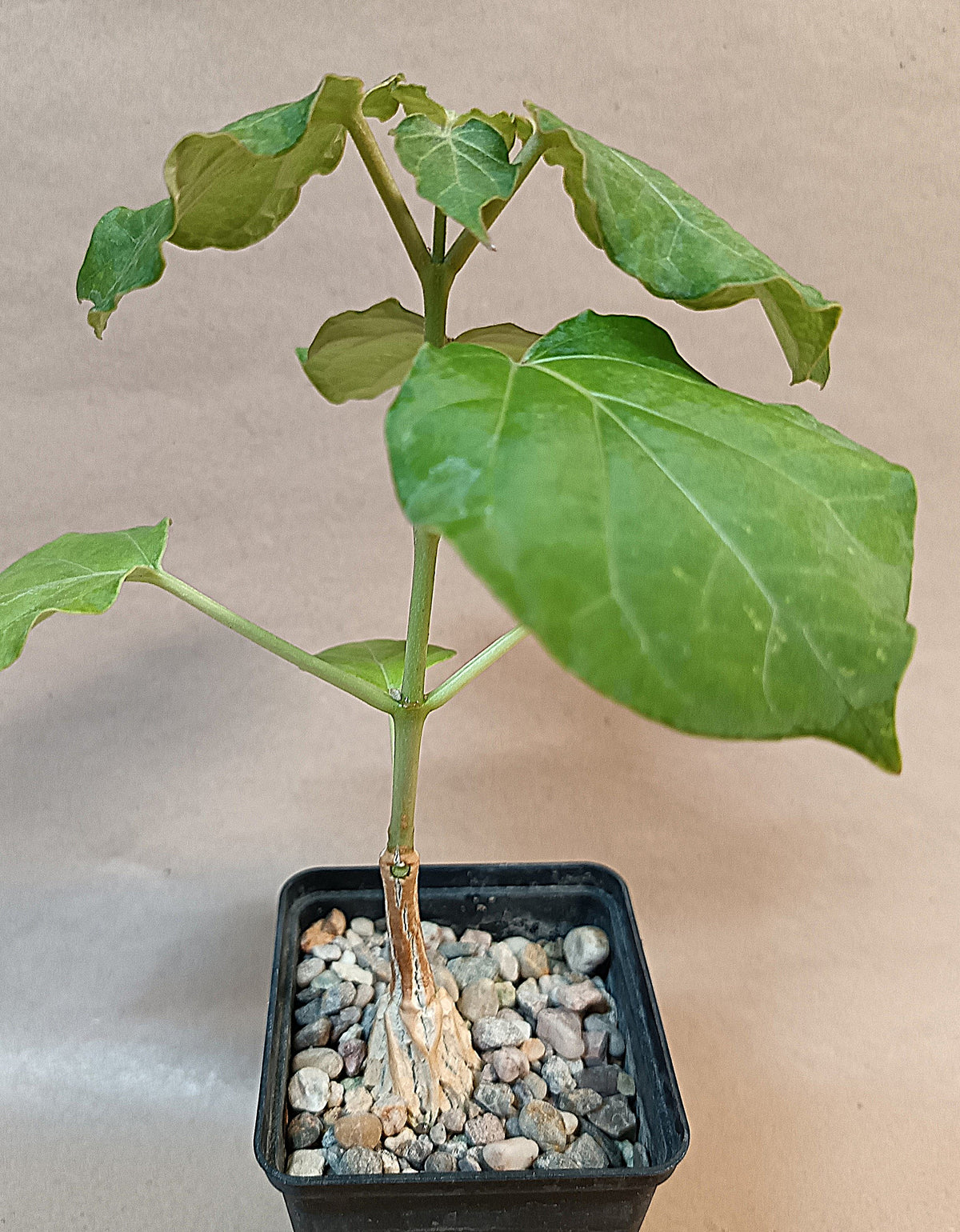 Matelea cyclophylla / Kletternde Schönheiten