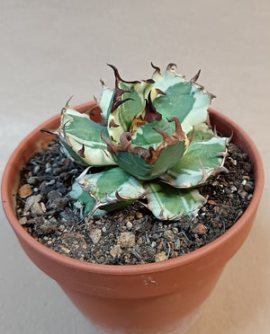 Agave titanota 'dwarf marginata' #2
