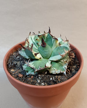 Agave titanota 'dwarf marginata' #2