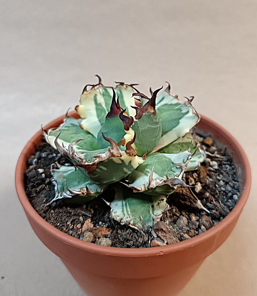 Agave titanota 'dwarf marginata' #2
