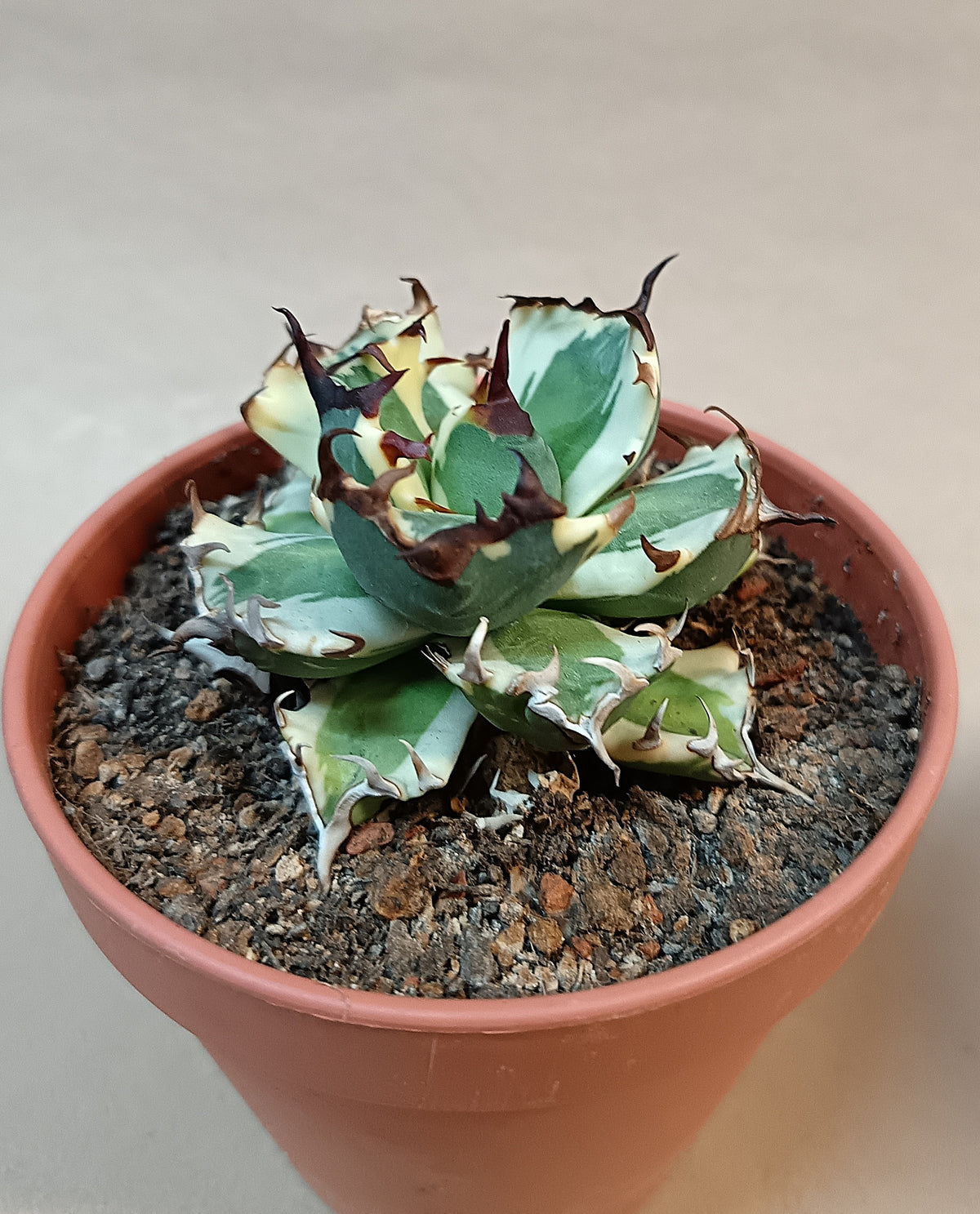 Agave titanota 'dwarf marginata' #1