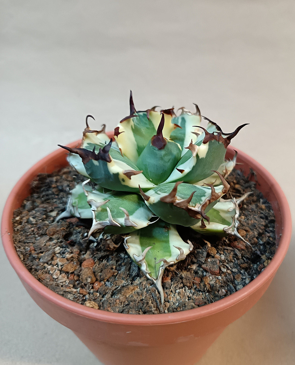 Agave titanota 'dwarf marginata' #1
