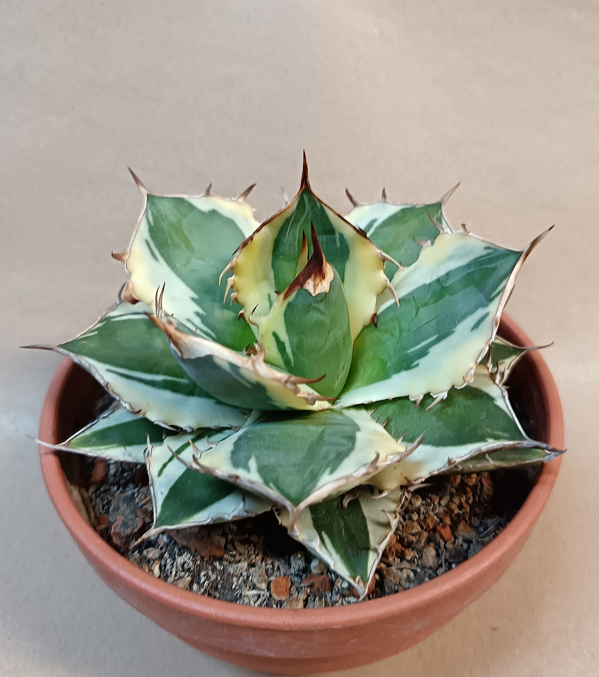 Agave titanota 'FO-076 Marginata' #1