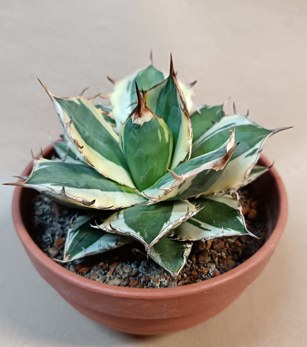 Agave titanota 'FO-076 Marginata' #1