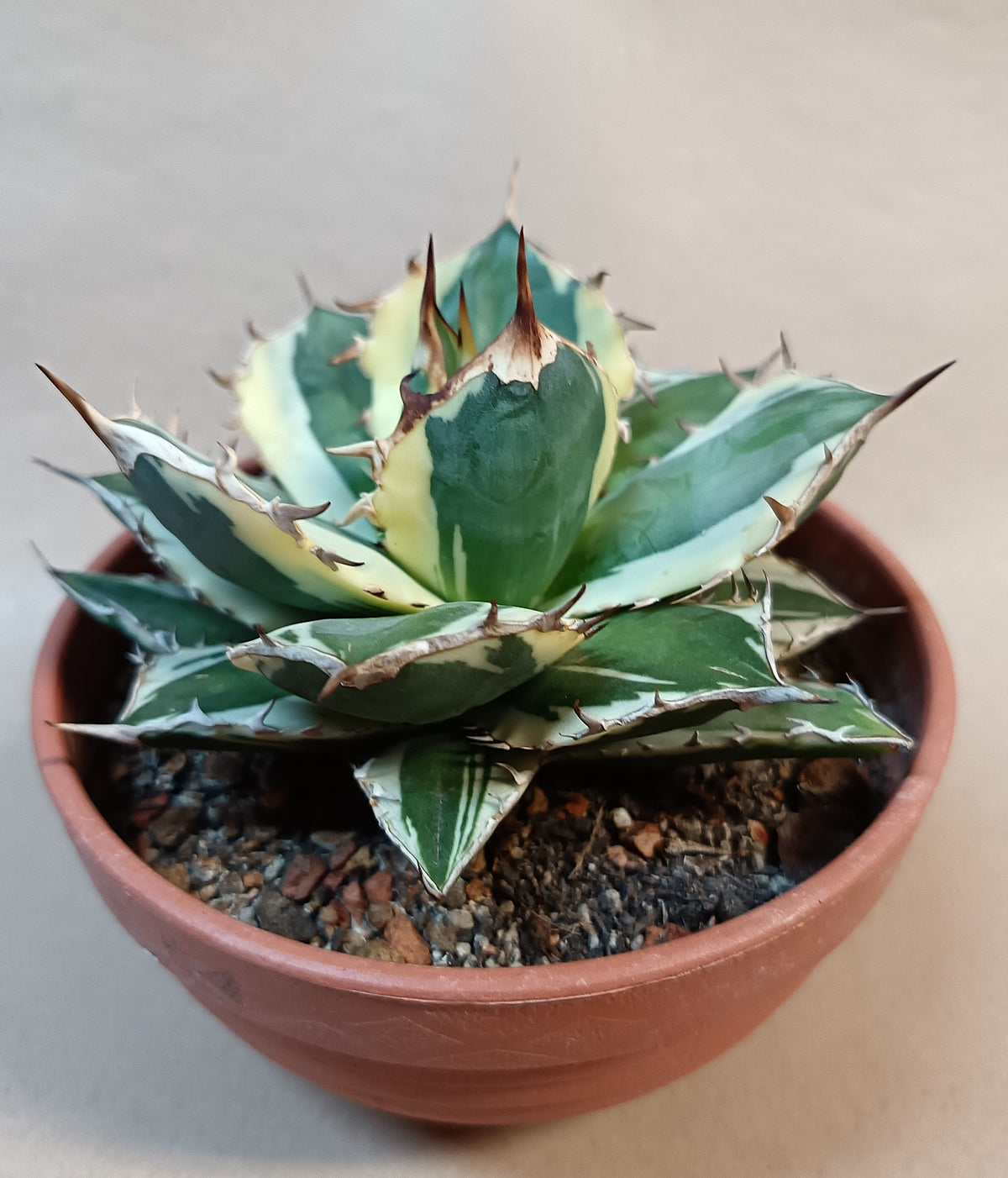 Agave titanota 'FO-076 Marginata' #1