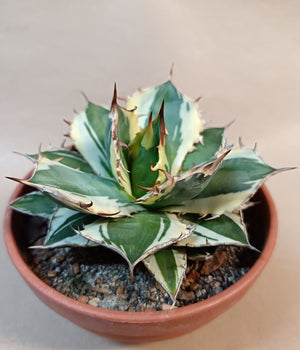 Agave titanota 'FO-076 Marginata' #1