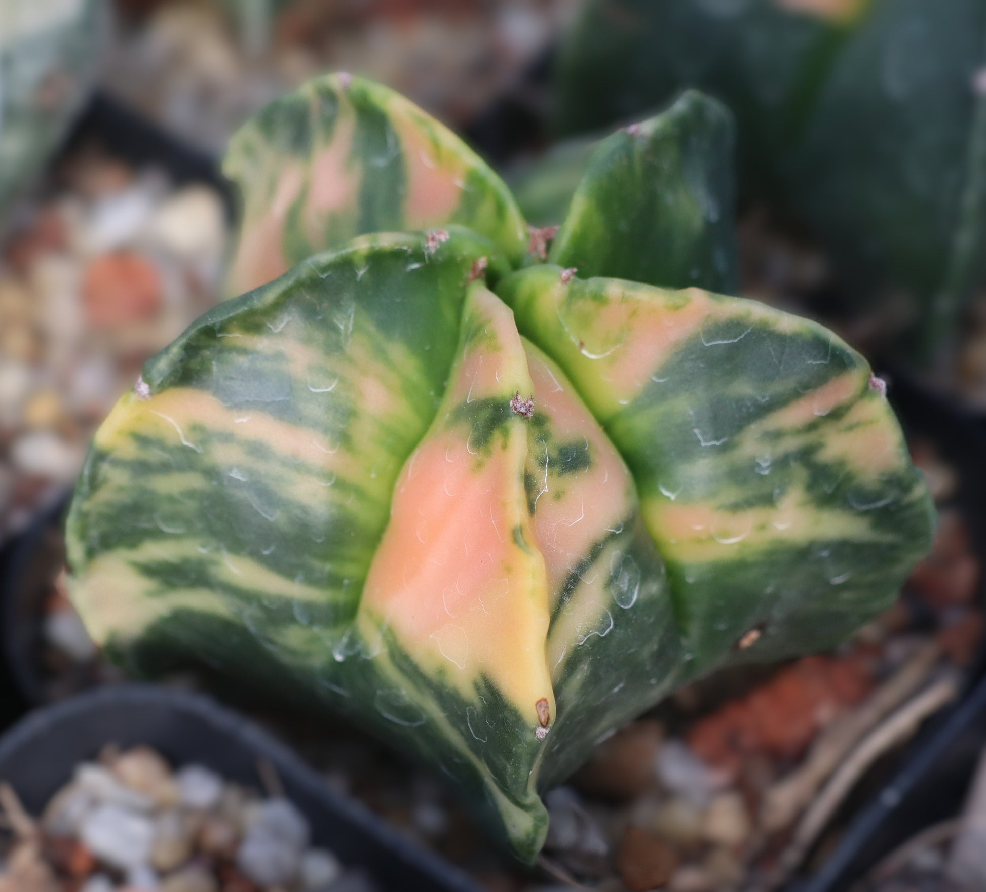 Astrophytum myriostigma Variegata – Seltene variegierte Form | Kaktus Rarität | Vorbestellung 2026