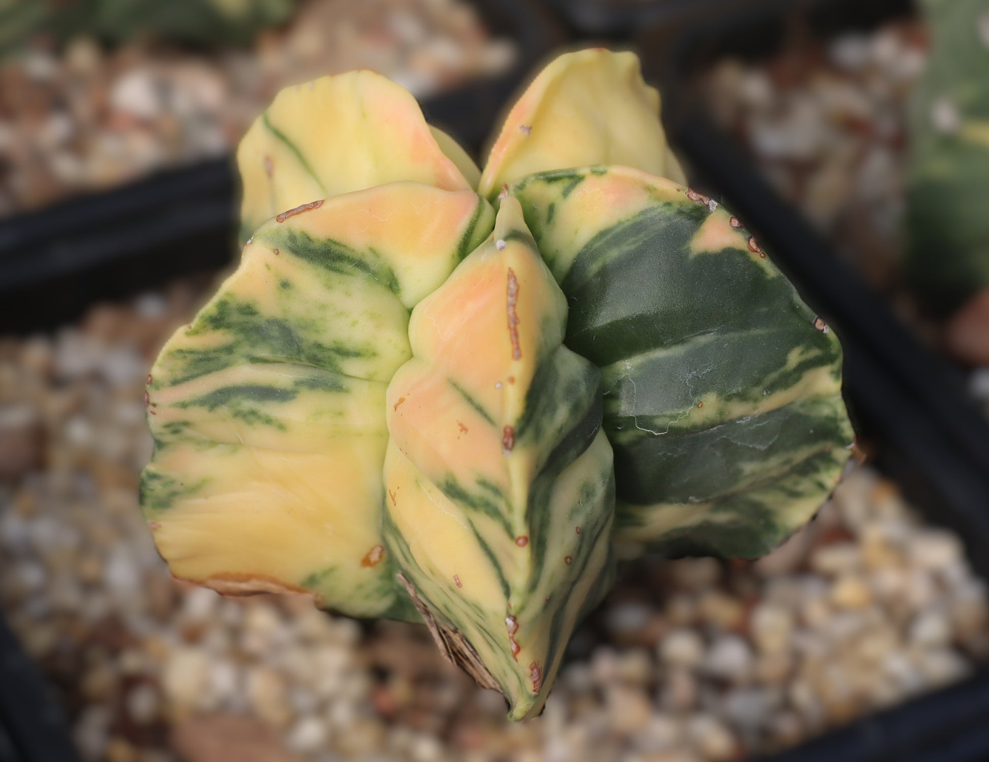 Astrophytum myriostigma Variegata – Seltene variegierte Form | Kaktus Rarität | Vorbestellung 2026