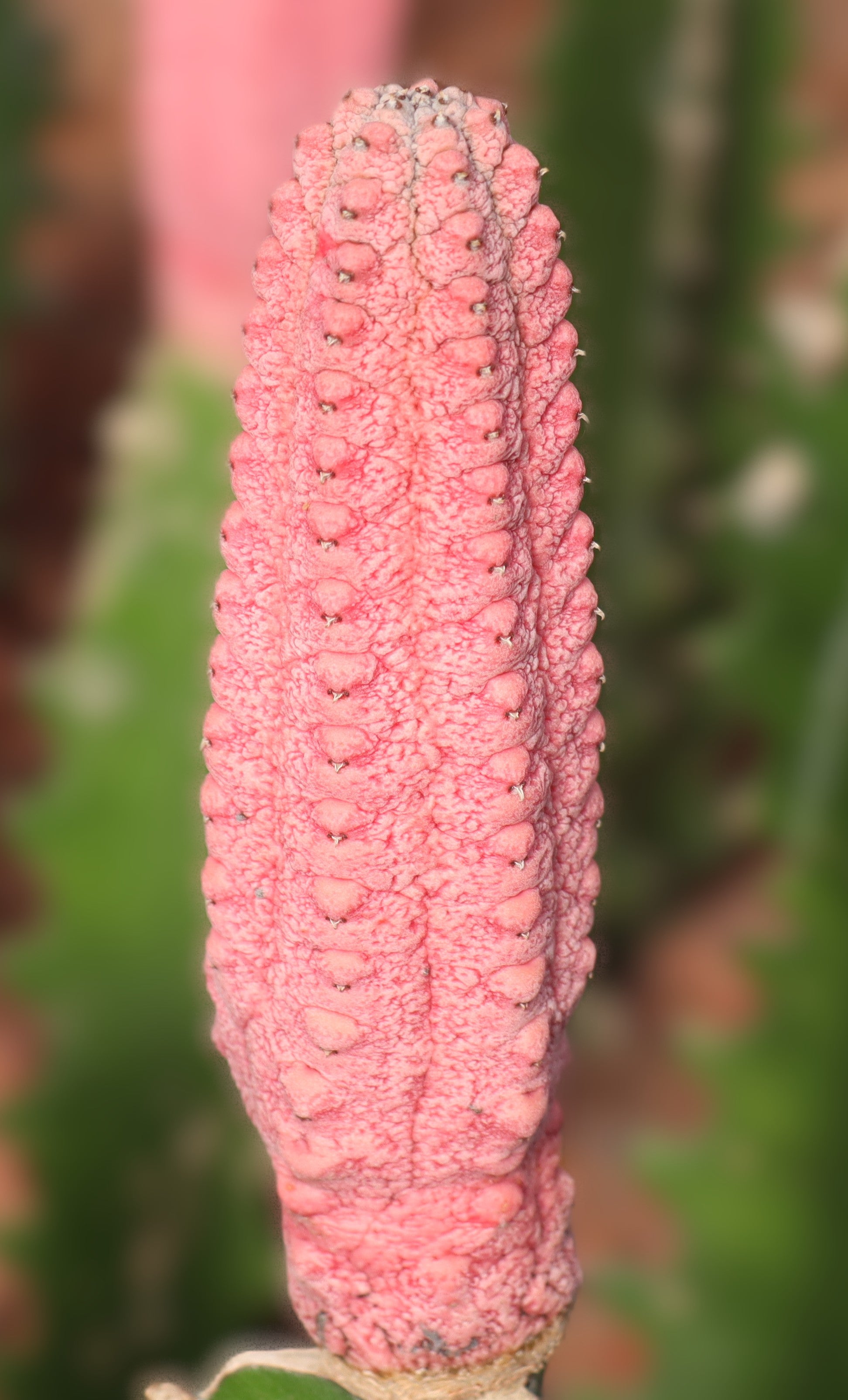 Euphorbia abdelkuri cv. damask