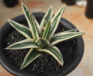Agave victoriae-reginae ‘White Rhino’ – Seltene Weißzeichnung | Vorbestellung 2026 |