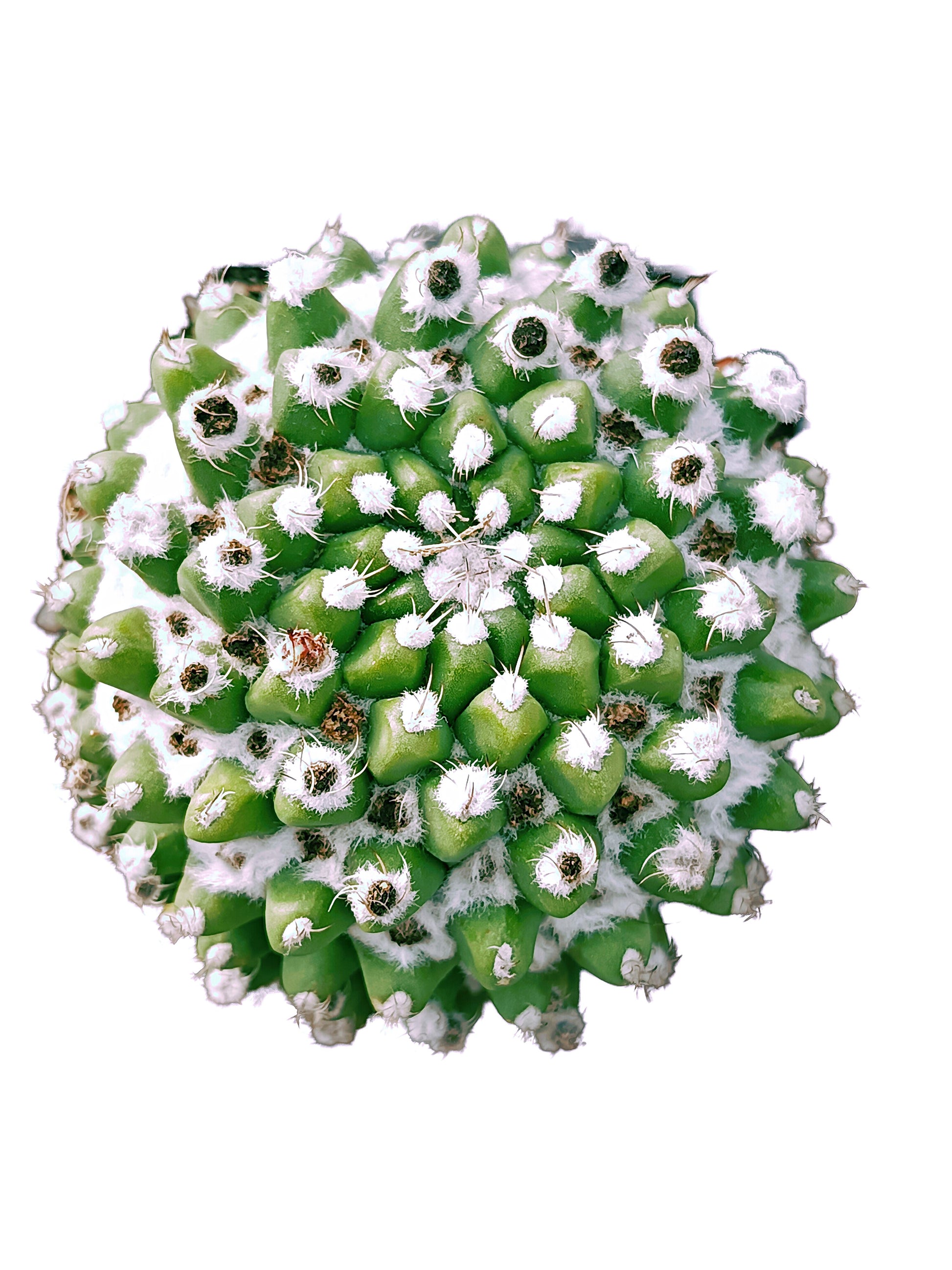 Mammillaria bucareliensis 'erusamu'