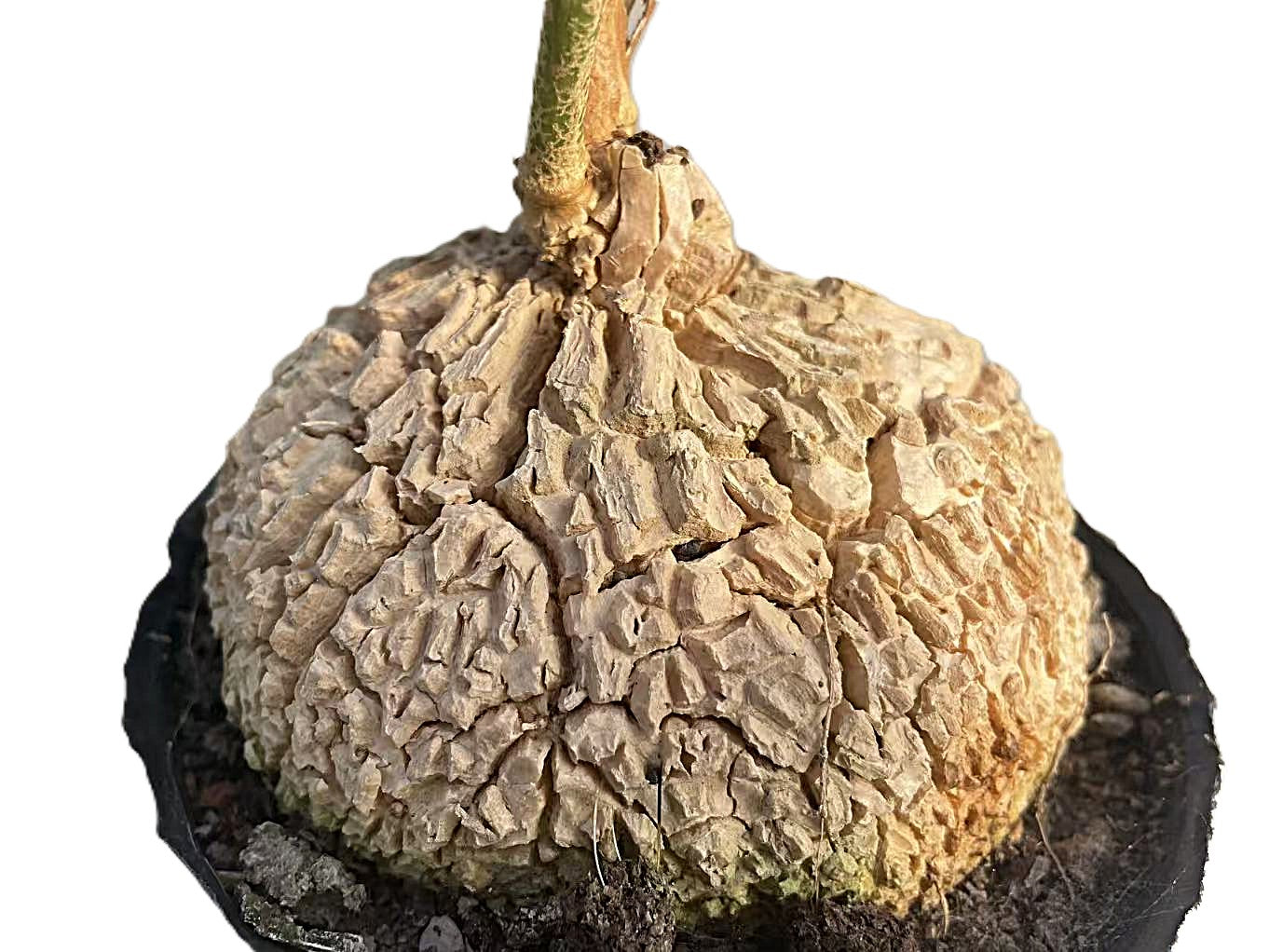 Matelea cyclophylla / Kletternde Schönheiten