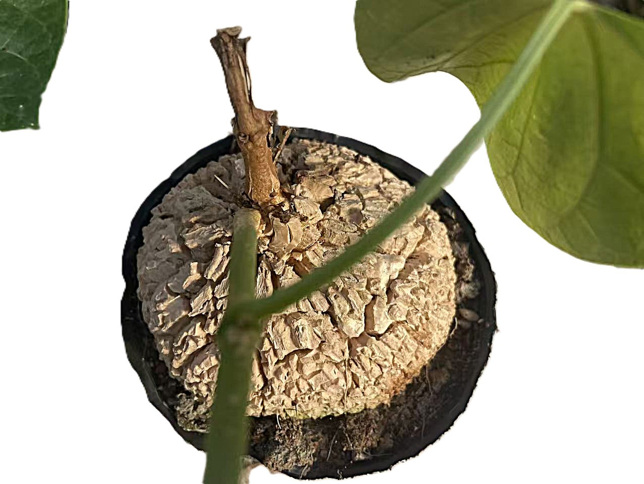 Matelea cyclophylla / Kletternde Schönheiten