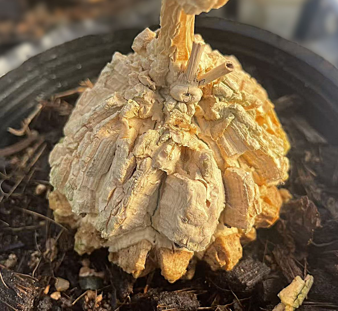 Matelea cyclophylla / Kletternde Schönheiten