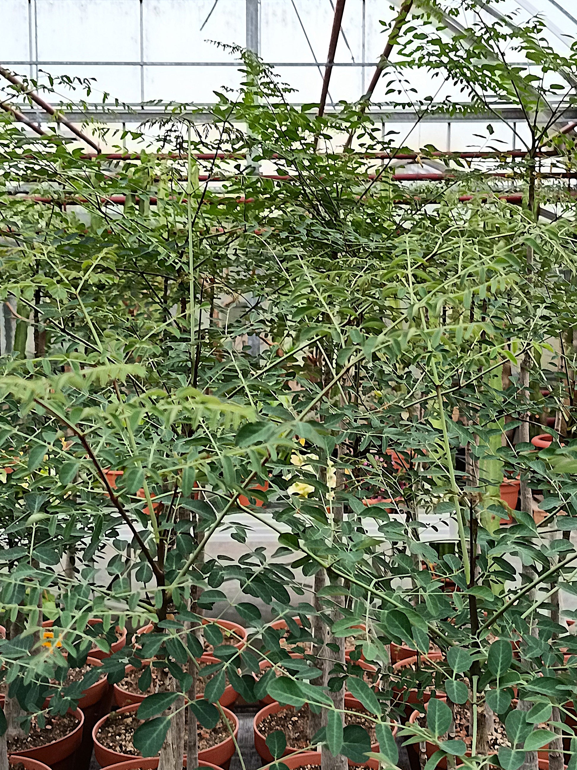 Moringa hildebrandtii