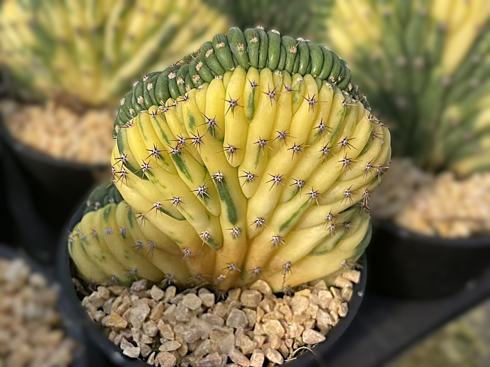 Trichocereus pachanoi Cristata Variegata – Seltene bunt panaschierte Kammform | Vorbestellung 2026