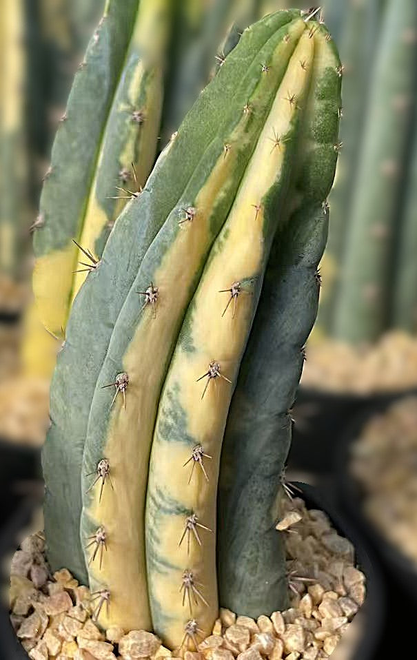 Trichocereus pachanoi variegata – Seltene panaschierte Form | Vorbestellung 2026
