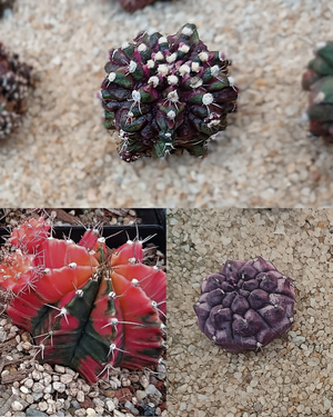 🌵 Exklusives Gymnocalycium Variegata 3er-Bundle – Vorbestellung für März/April 2026 🌵
