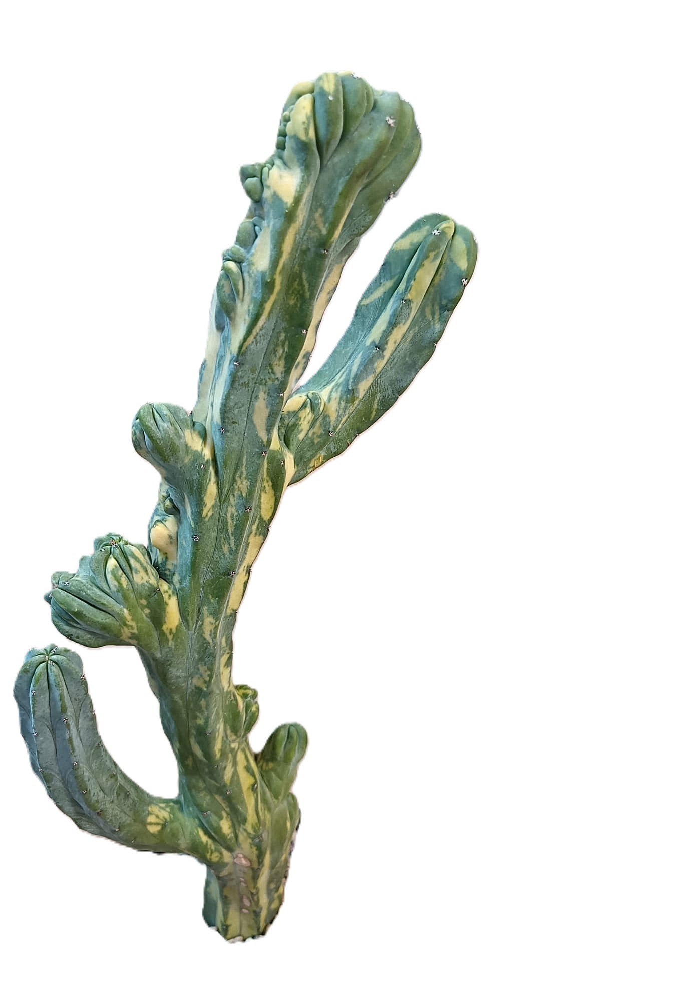 Myrtillocactus geometrizans f. variegata #2