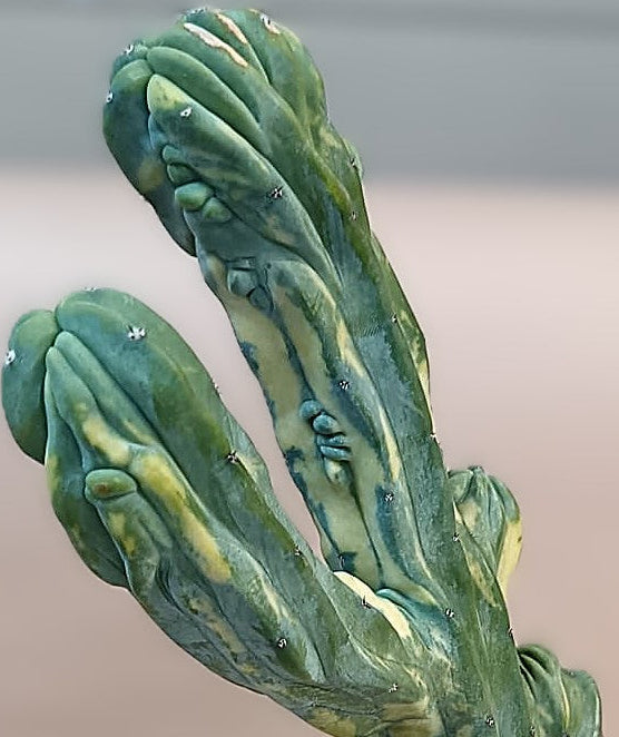 Myrtillocactus geometrizans f. variegata #2