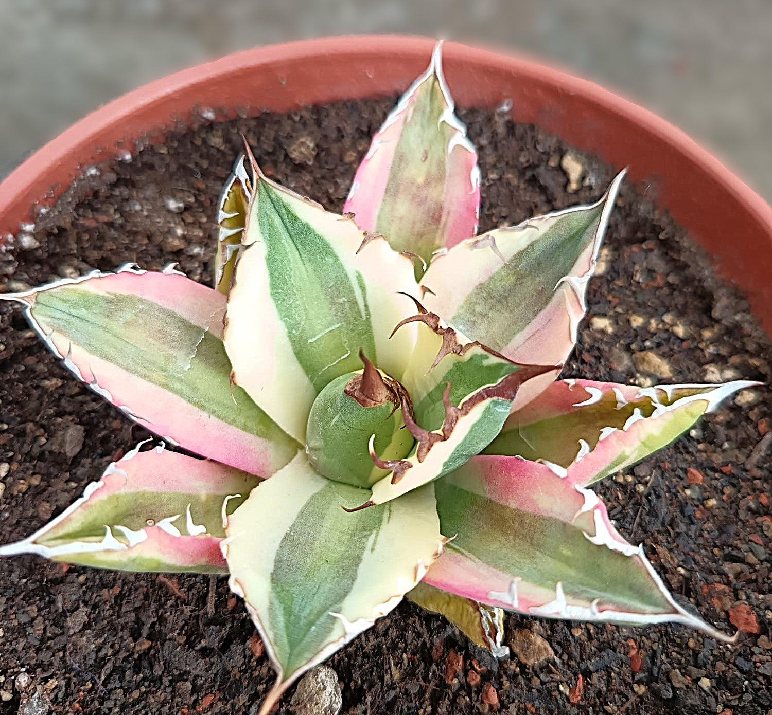 Agave titanota 'Snaggle Tooth' f. variegata  #3