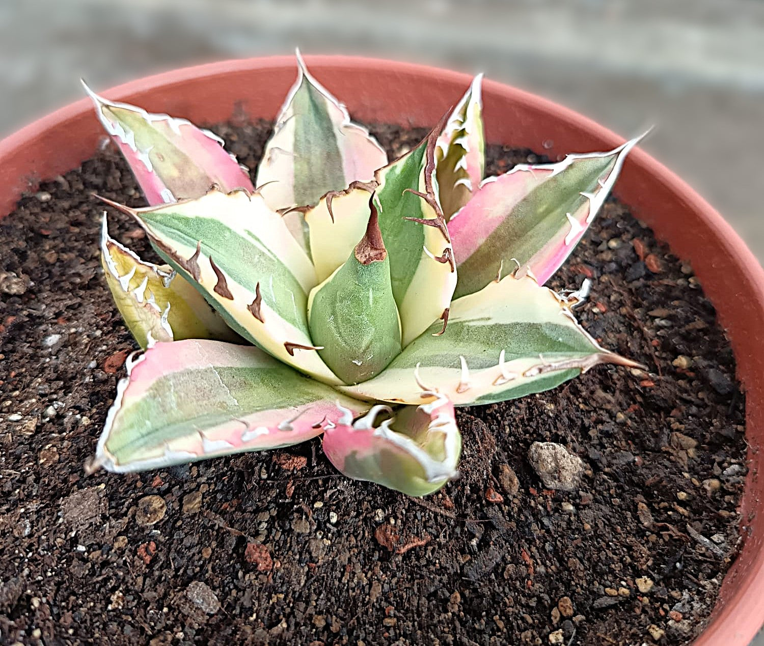 Agave titanota 'Snaggle Tooth' f. variegata  #3