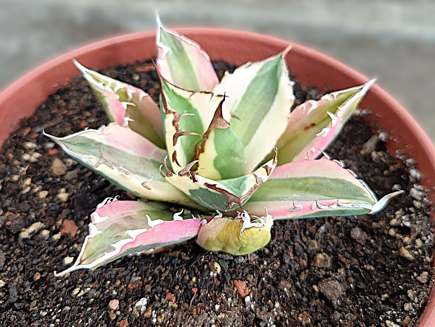 Agave titanota 'Snaggle Tooth' f. variegata  #3