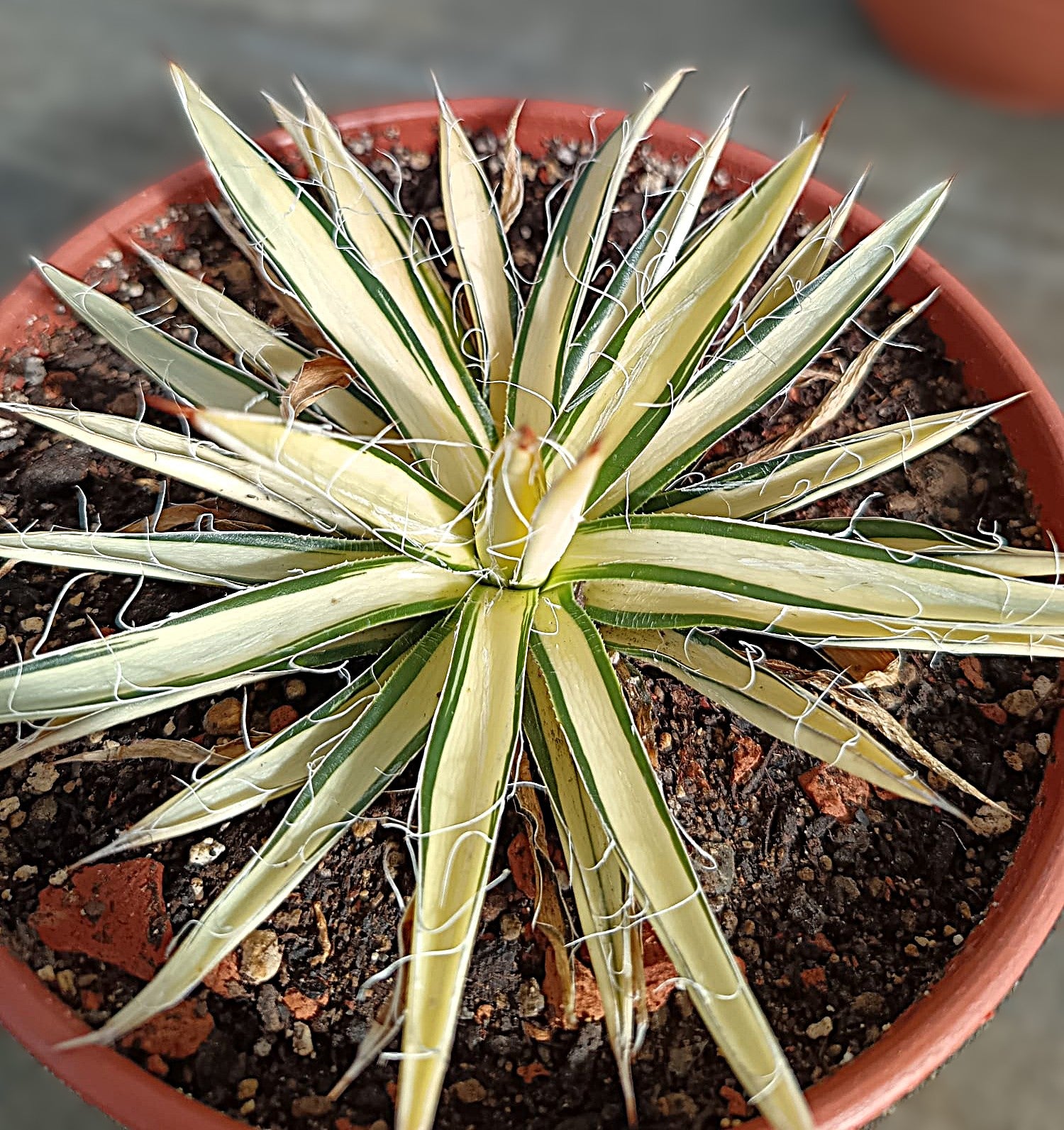 Agave filifera var. schidigera f. variegata