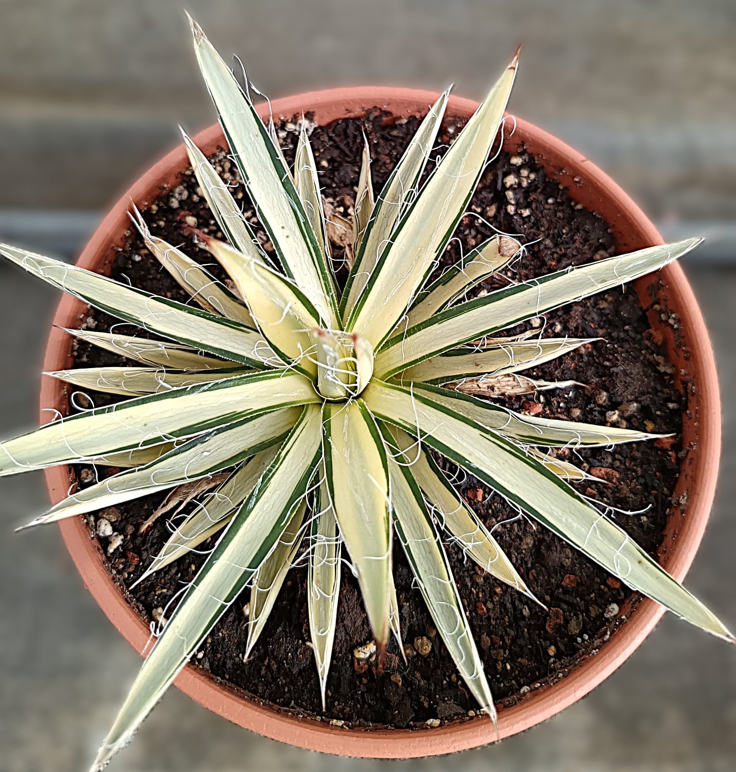 Agave filifera var. schidigera f. variegata