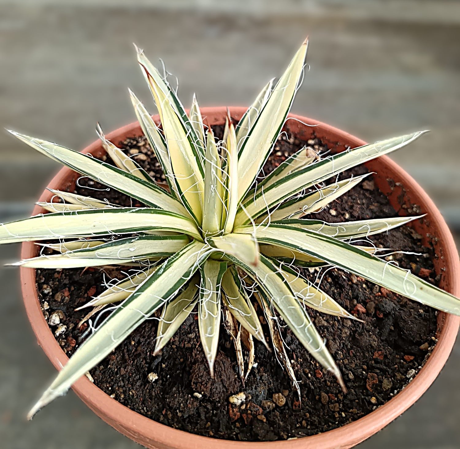 Agave filifera var. schidigera f. variegata