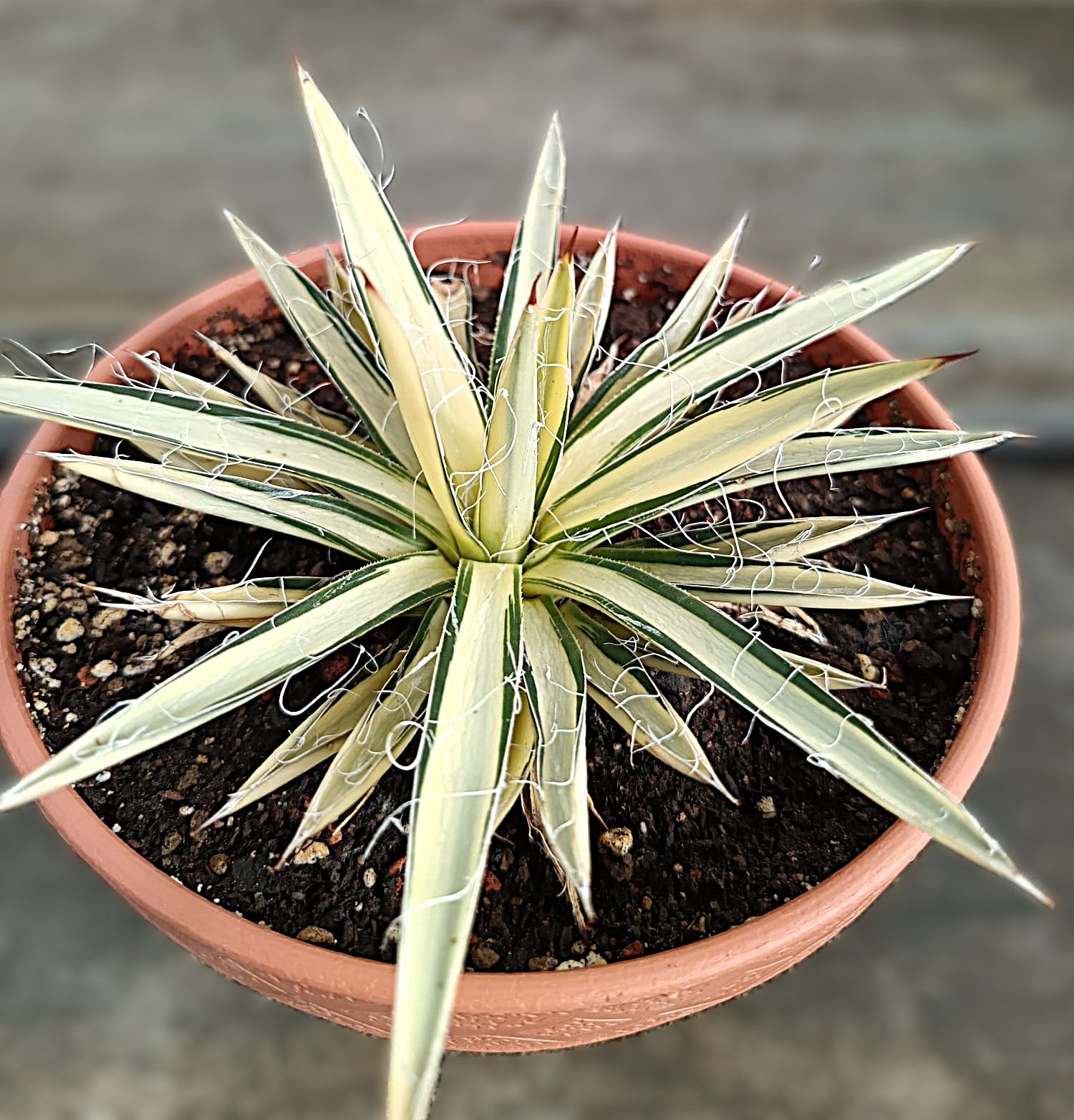 Agave filifera var. schidigera f. variegata