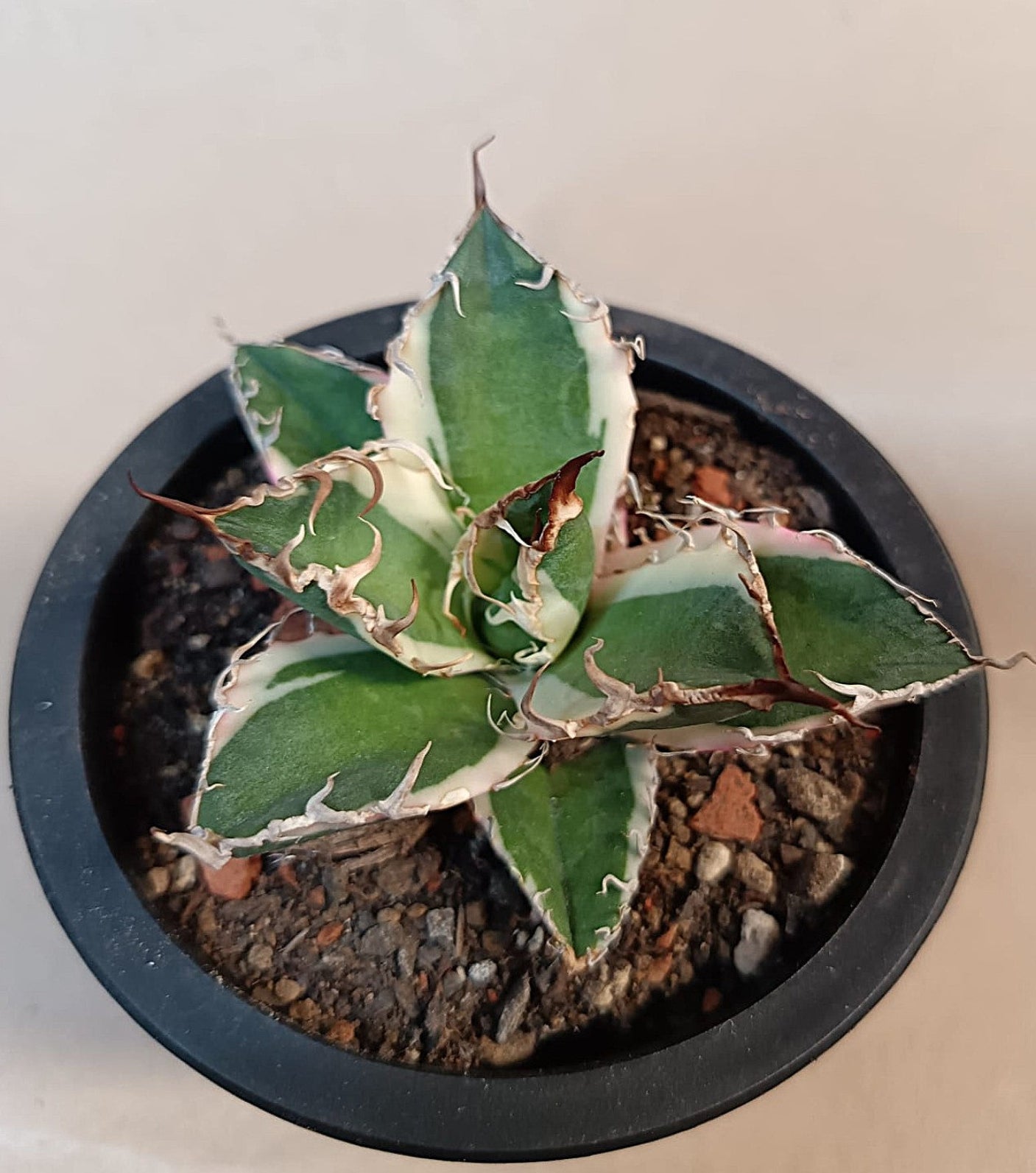 Agave titanota 'Caesar' Variegata – 7 cm #2