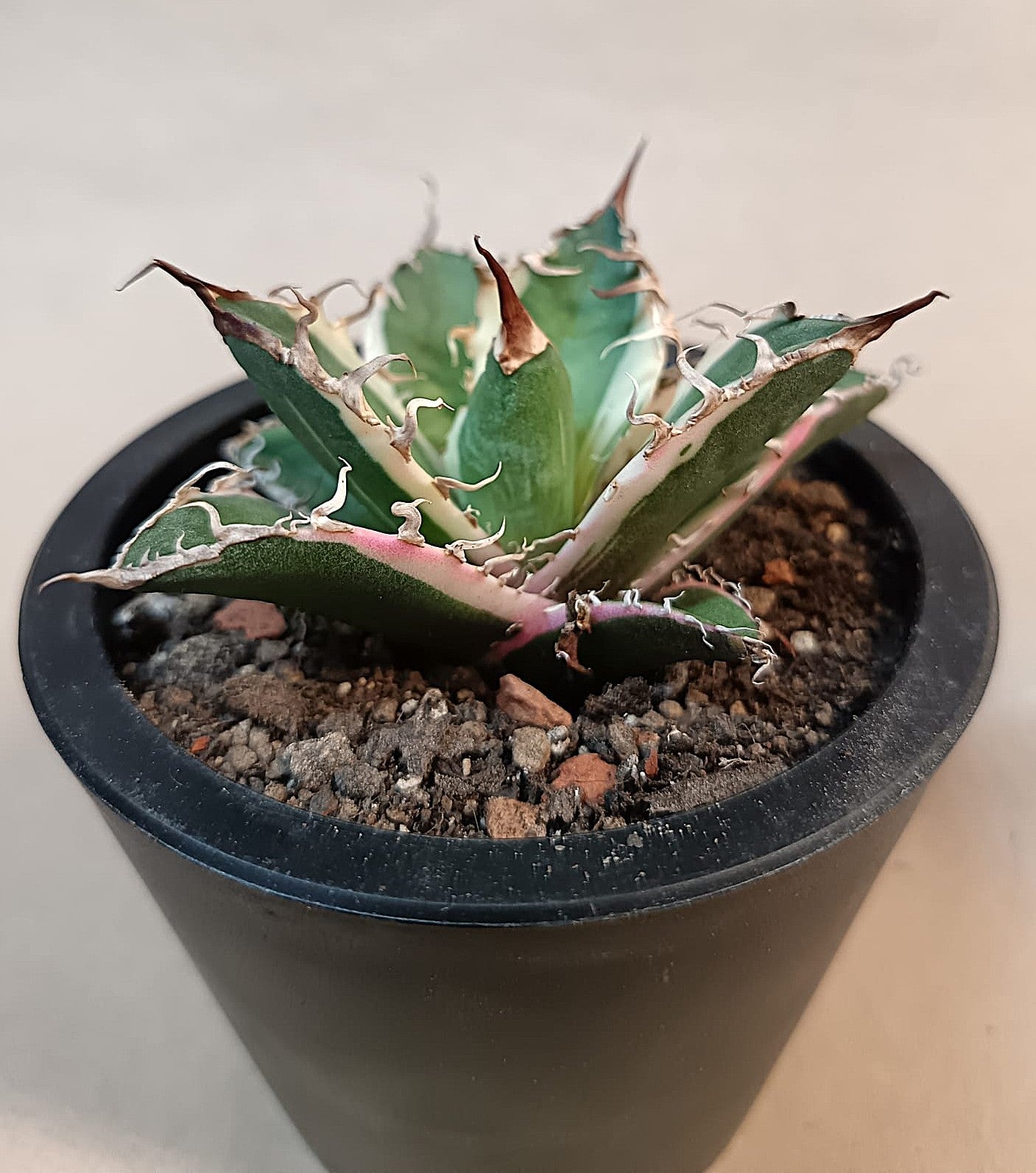 Agave titanota 'Caesar' Variegata – 7 cm #2