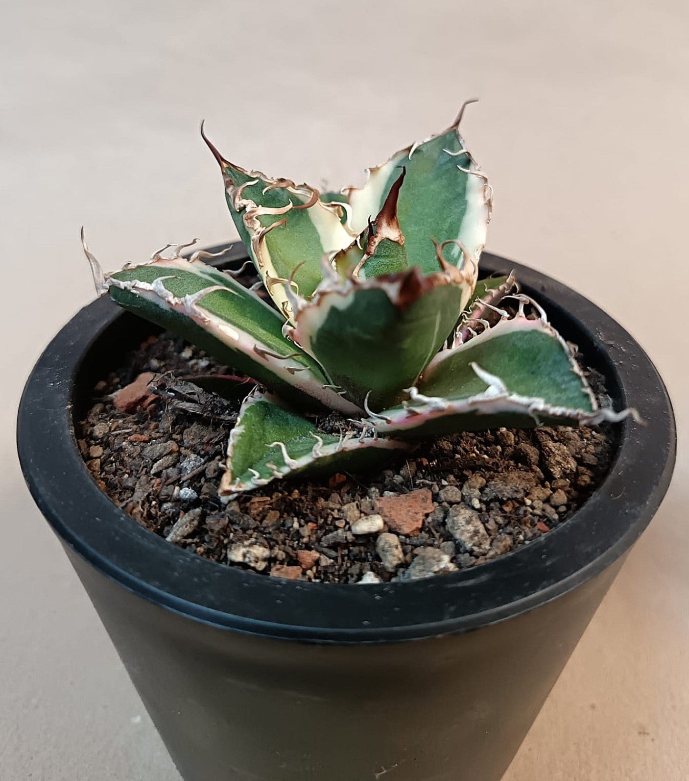Agave titanota 'Caesar' Variegata – 7 cm #2