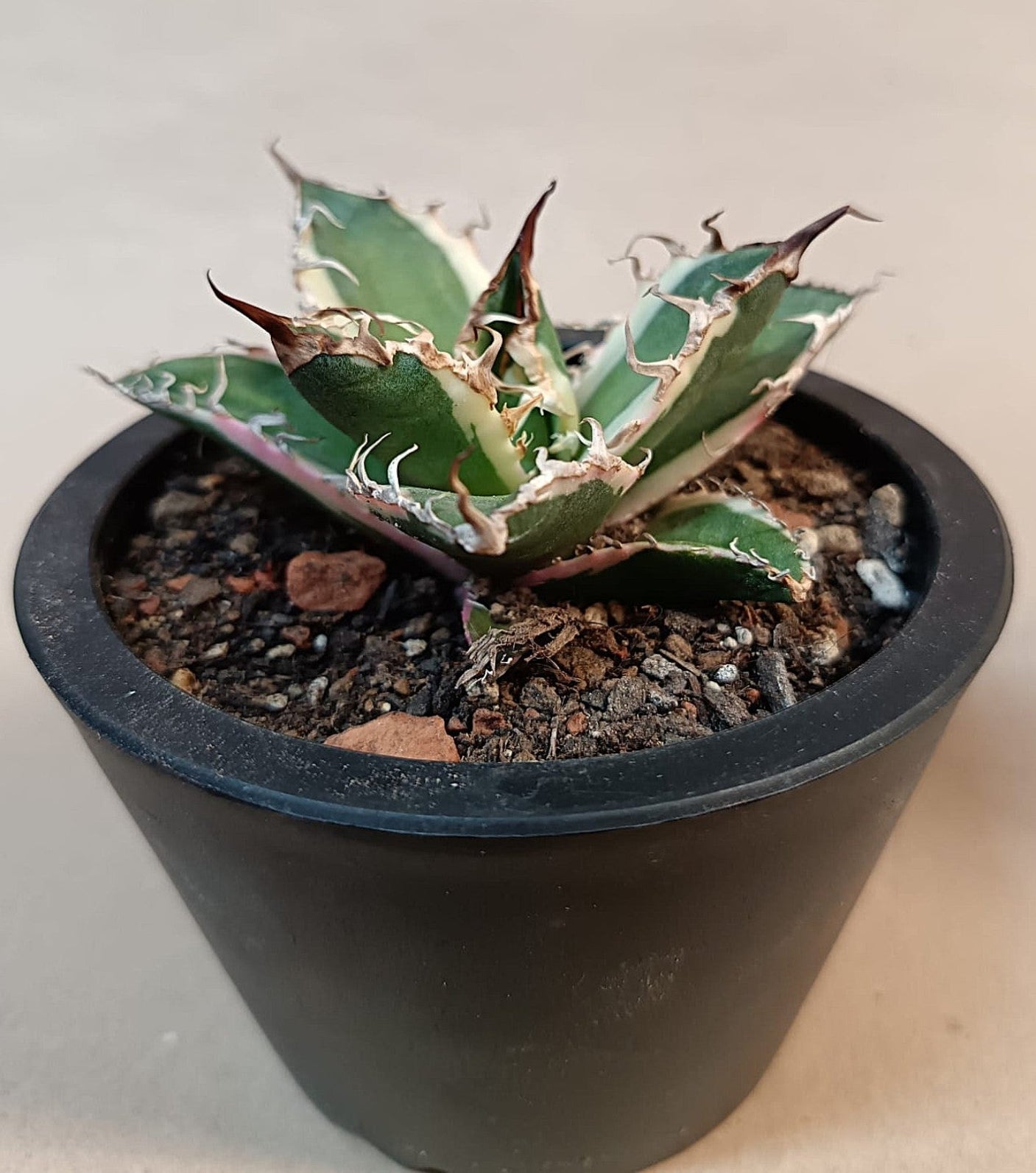 Agave titanota 'Caesar' Variegata – 7 cm #2