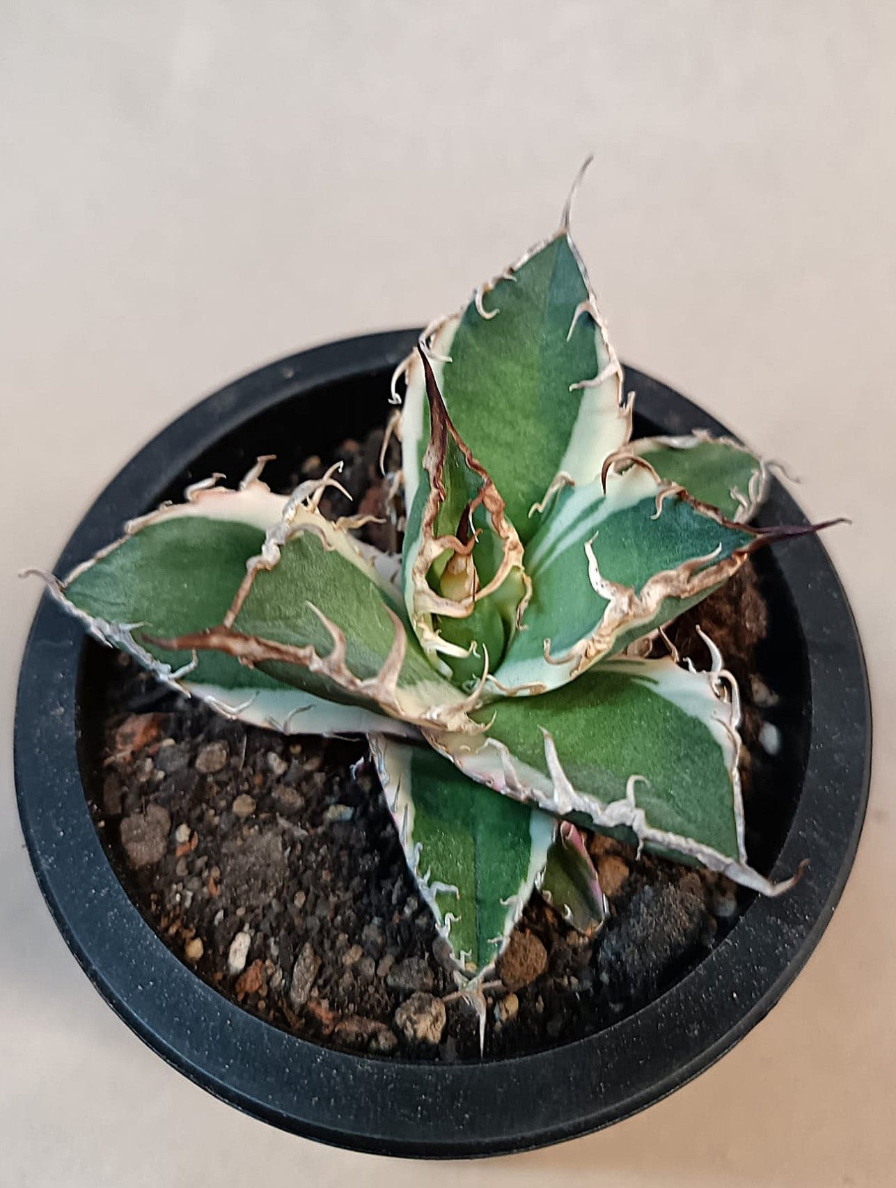 Agave titanota 'Caesar' Variegata – 7 cm #3