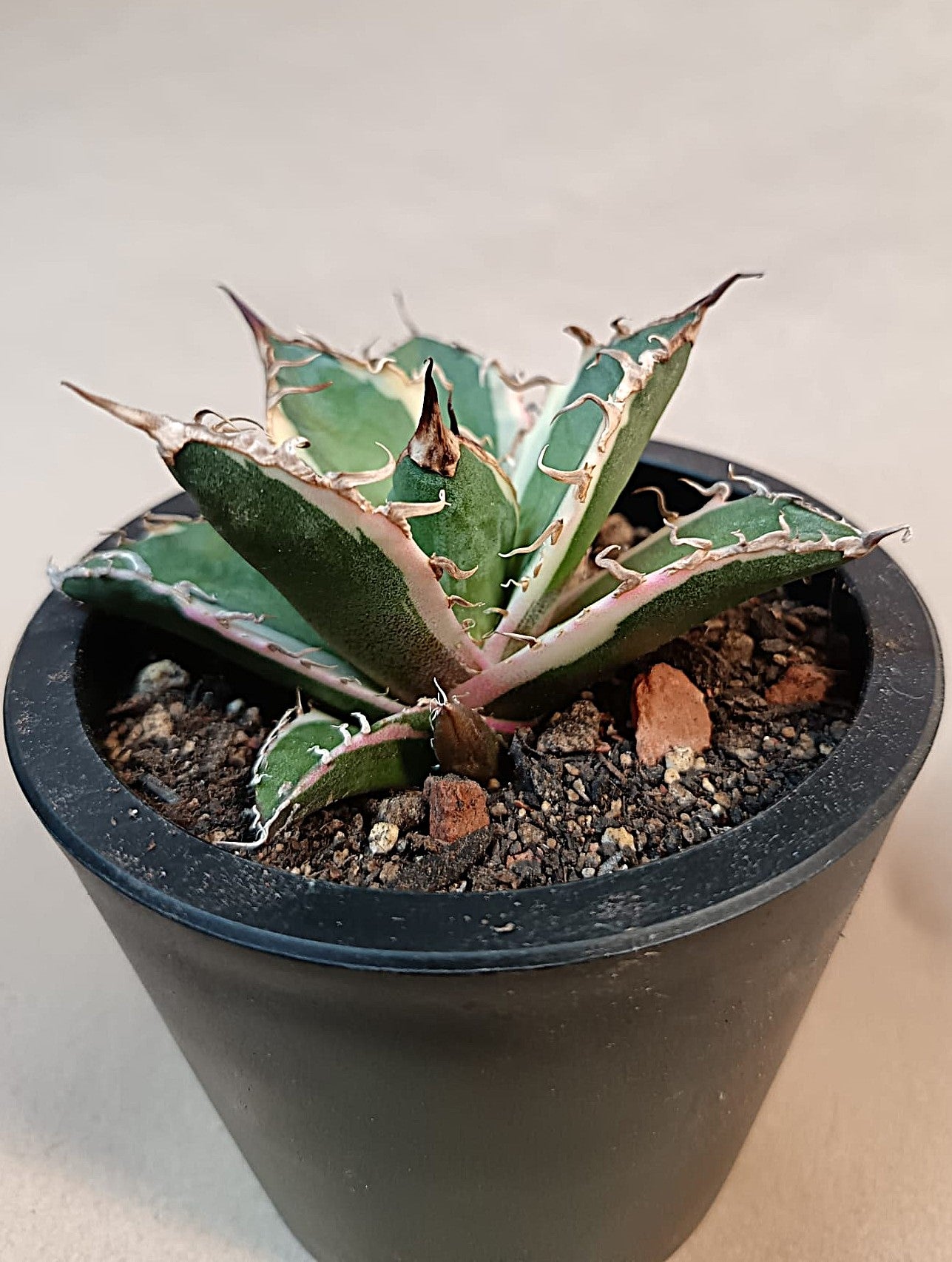 Agave titanota 'Caesar' Variegata – 7 cm #3