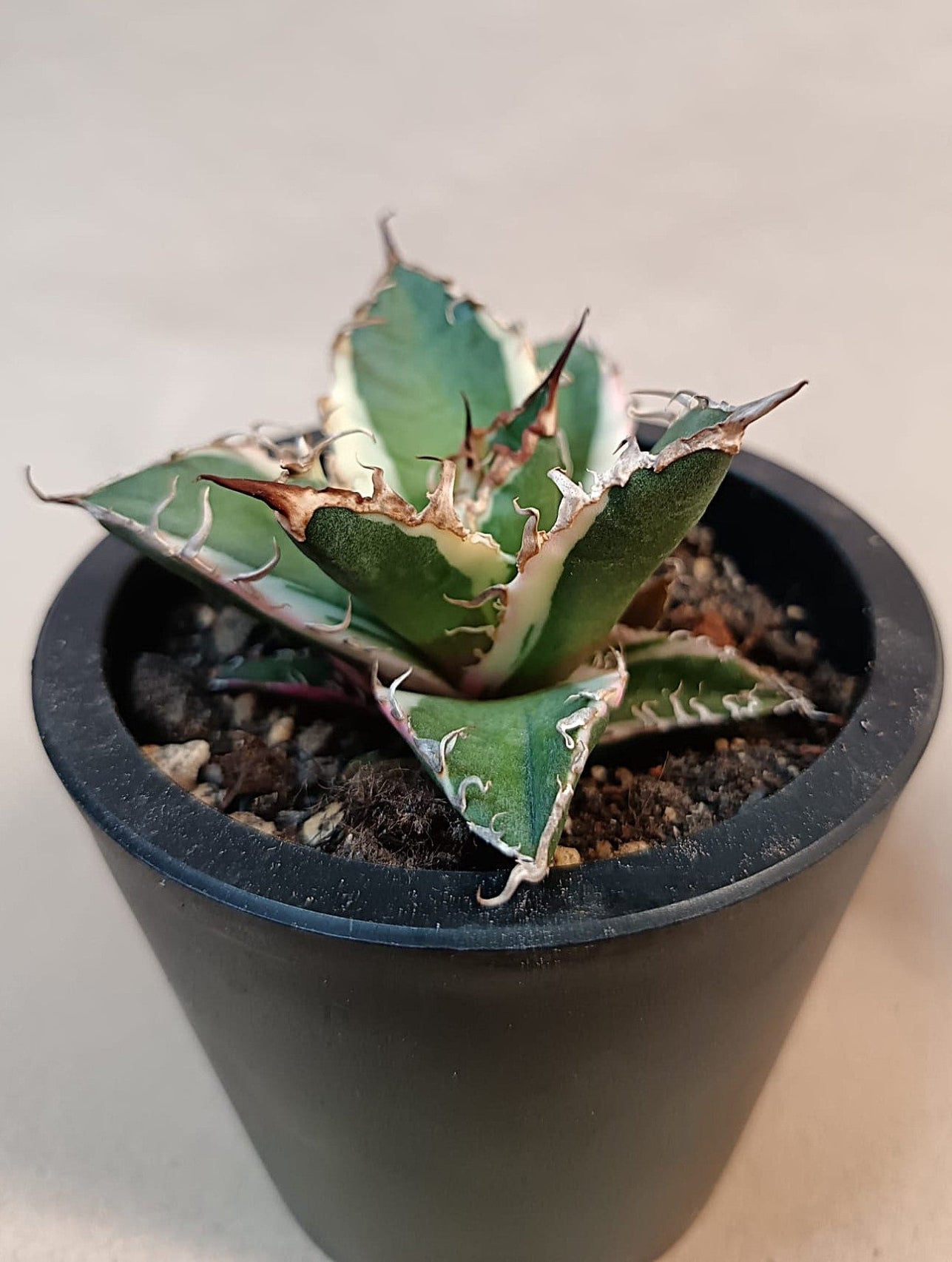 Agave titanota 'Caesar' Variegata – 7 cm #3